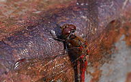 Common Darter (male, Sympetrum striolatum)